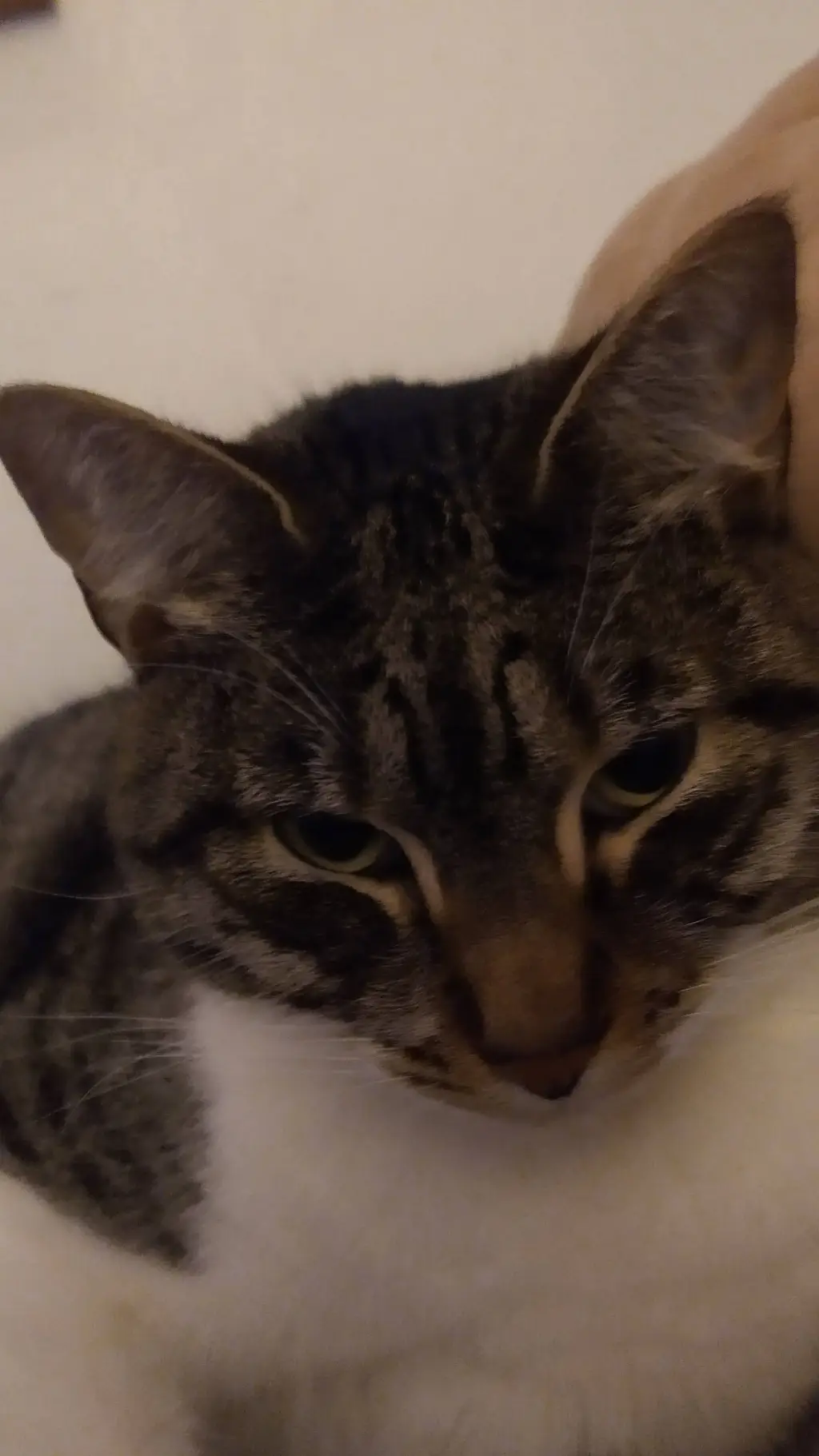 ai character: eggy cats!!! background