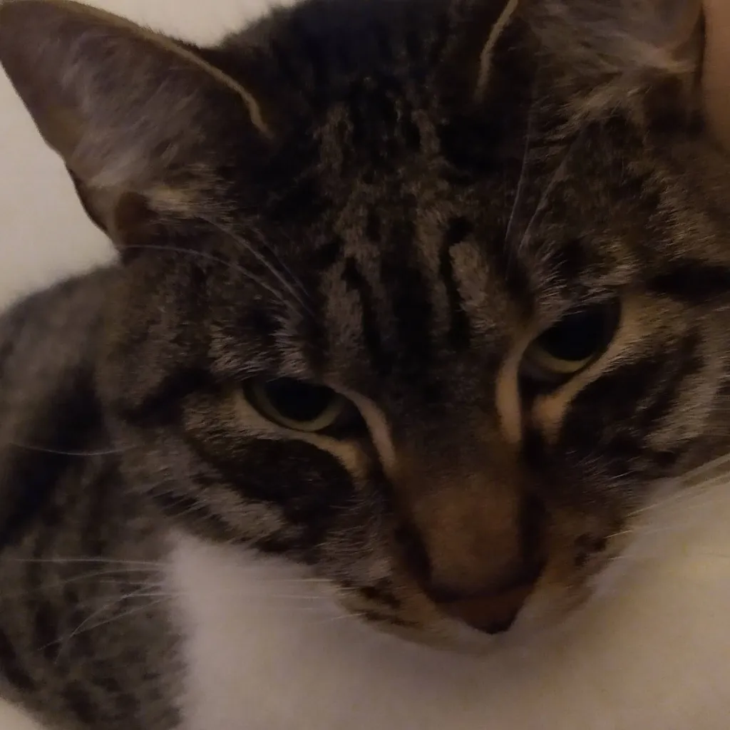 chat with ai character: eggy cats!!!