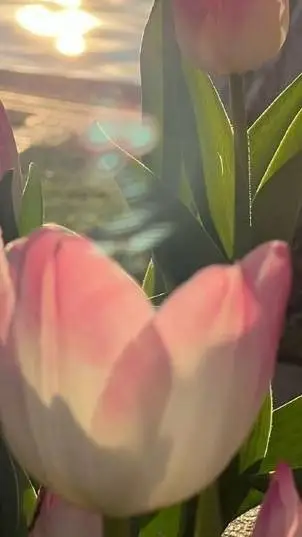 ai character: 𝐀𝐩𝐩𝐫𝐞𝐜𝐢𝐚𝐭𝐢𝐨𝐧𝟐𝟎𝟐𝟔 background