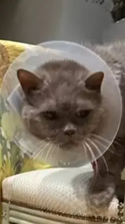 ai character: barmalej background