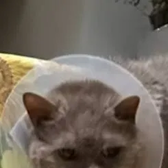 chat with ai character: barmalej