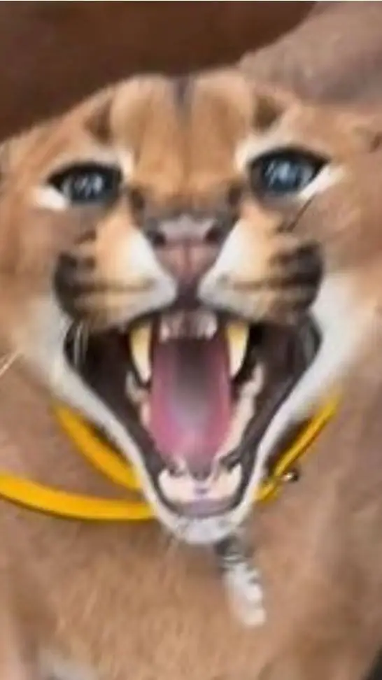 ai character: pumba background