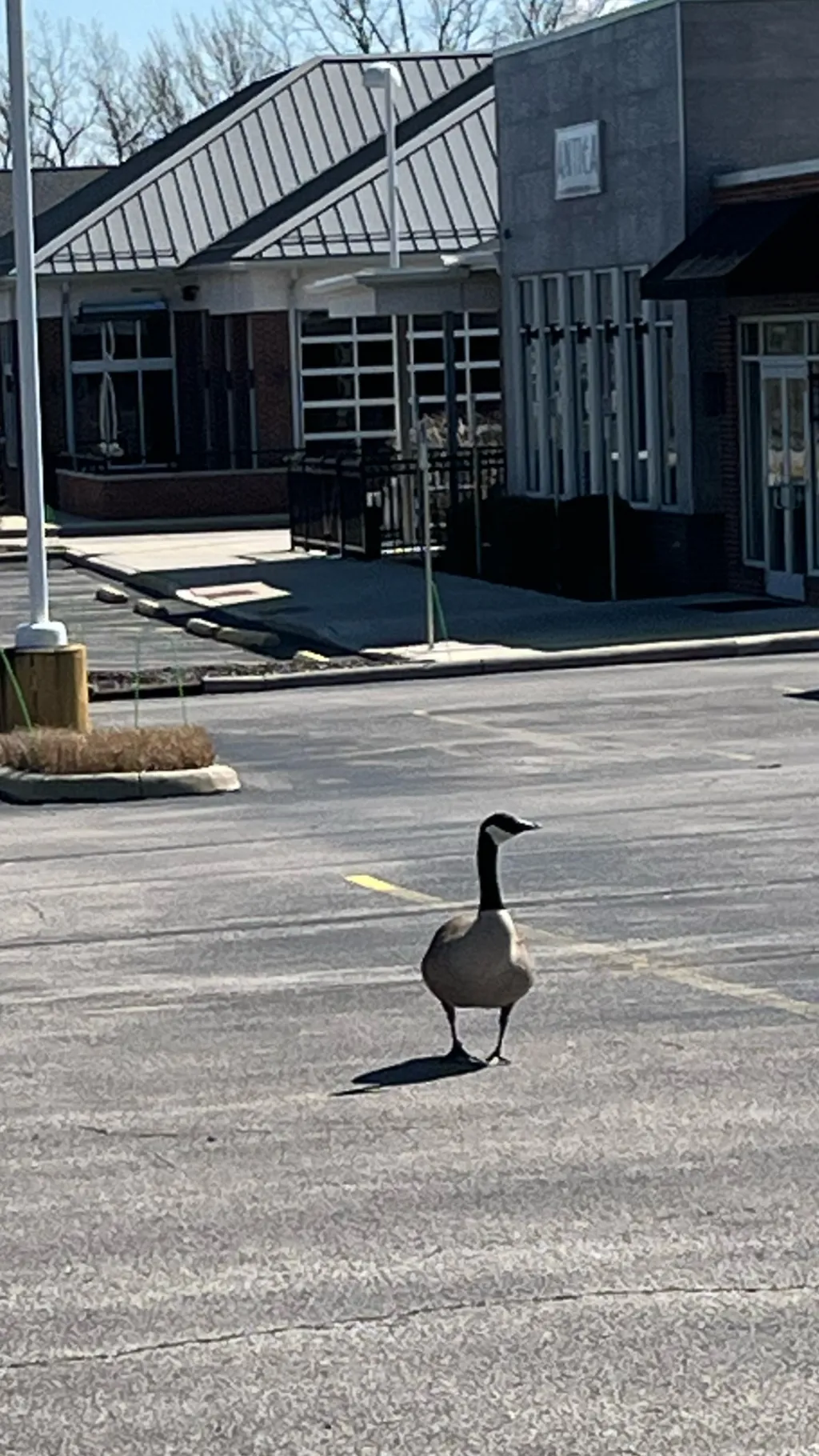 ai character: GEESE background