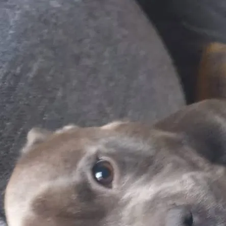 chat with ai character: little baby dog