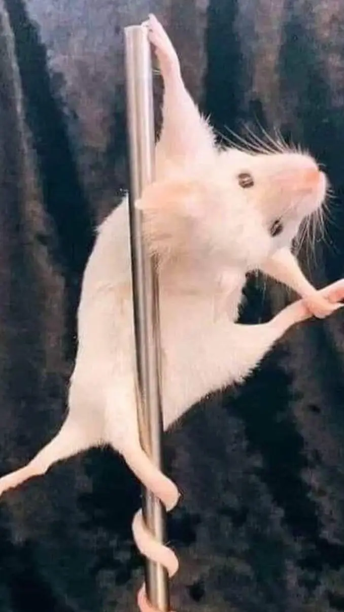ai character: Le rat🐀 background
