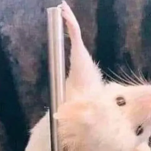 chat with ai character: Le rat🐀