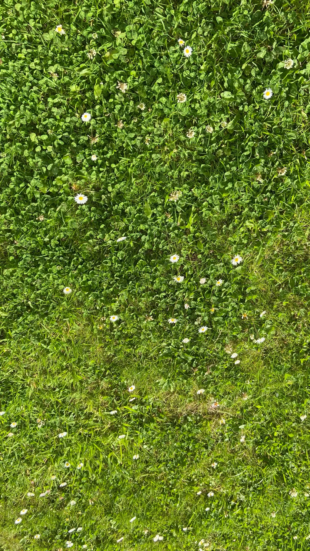 ai character: Grass background