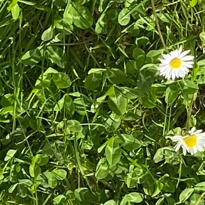 chat with ai character: Grass