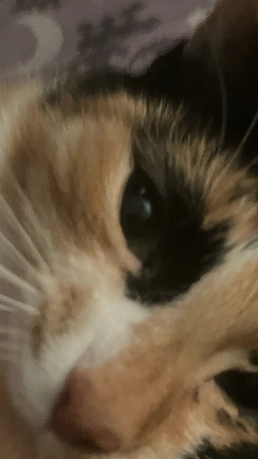 ai character: My rl cat ! background