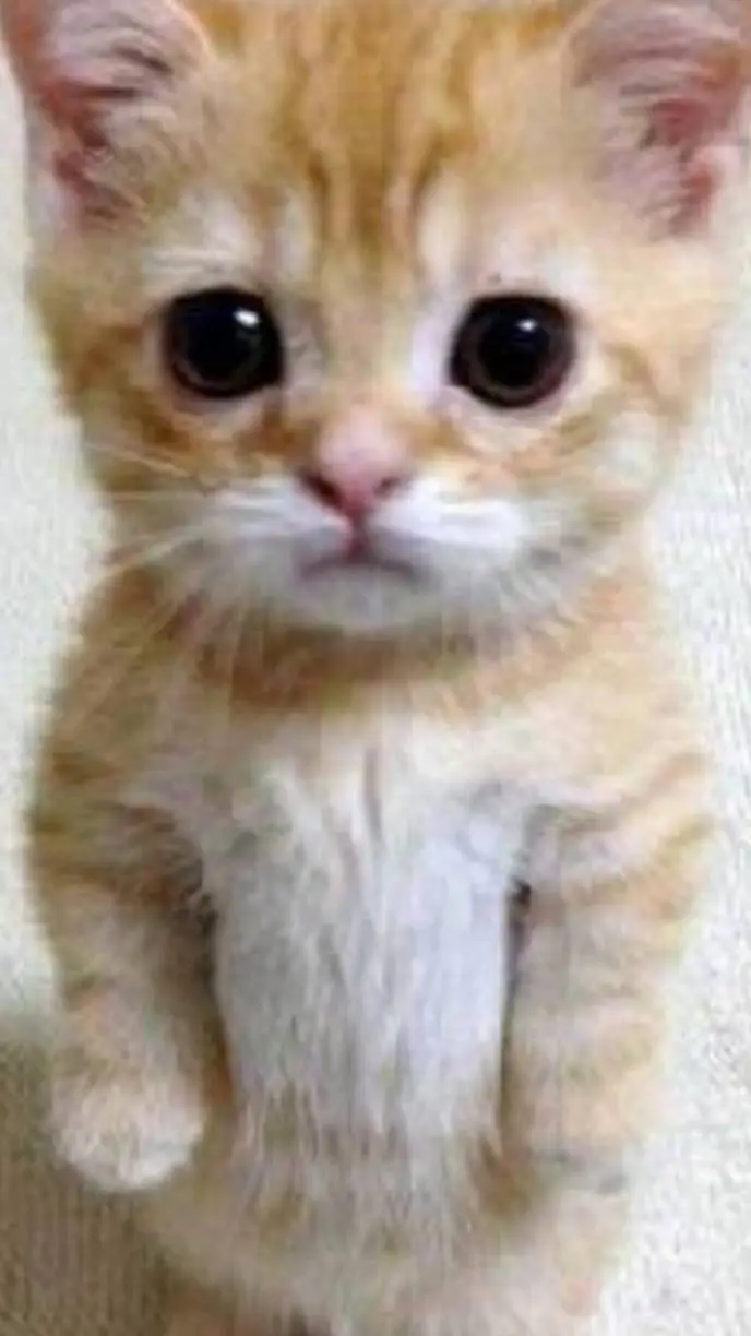 ai character: mi gatto background