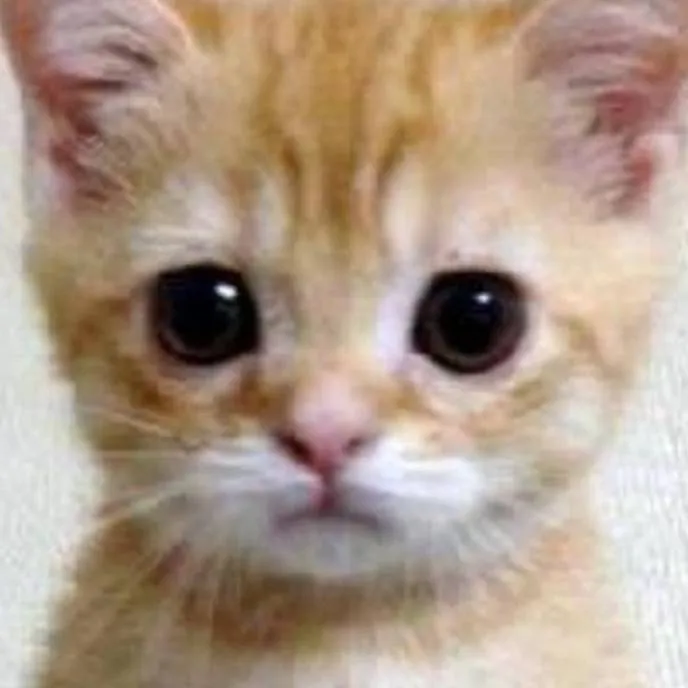 chat with ai character: mi gatto