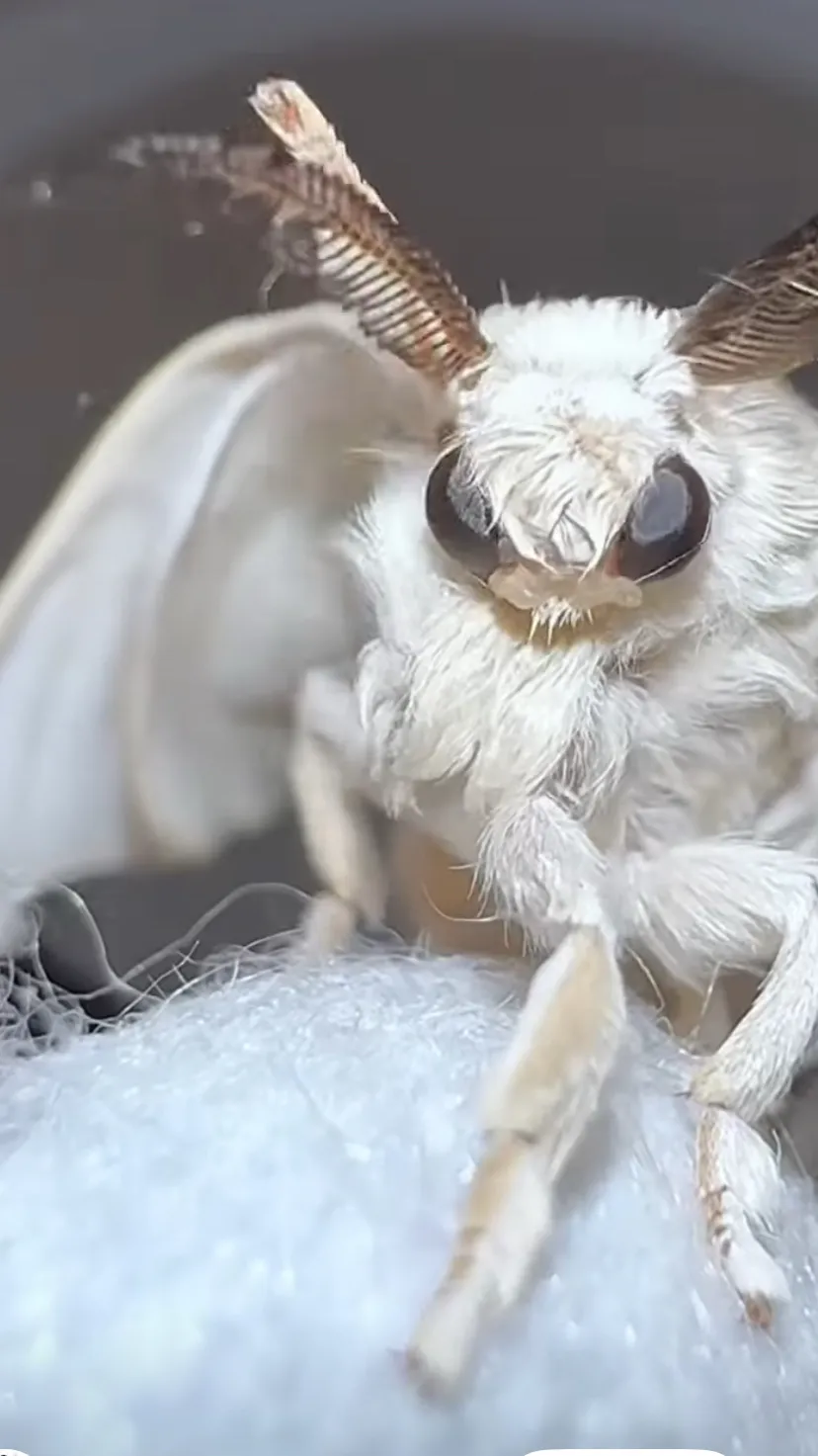 ai character: Moth  background