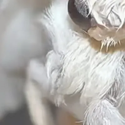 chat with ai character: Moth 