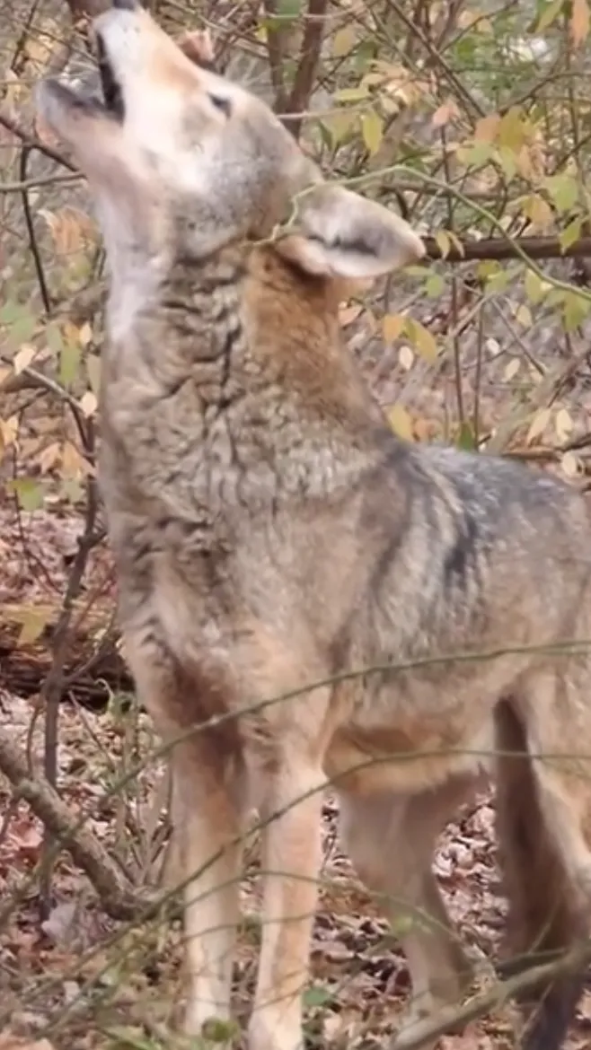 ai character: Wolf background