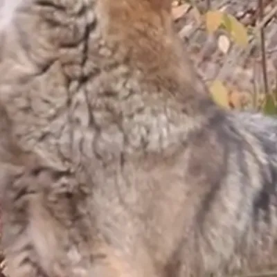 chat with ai character: Wolf