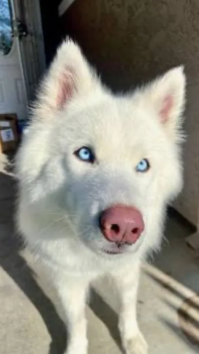 ai character: Taz🐾❤️ background