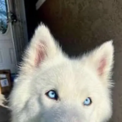 chat with ai character: Taz🐾❤️