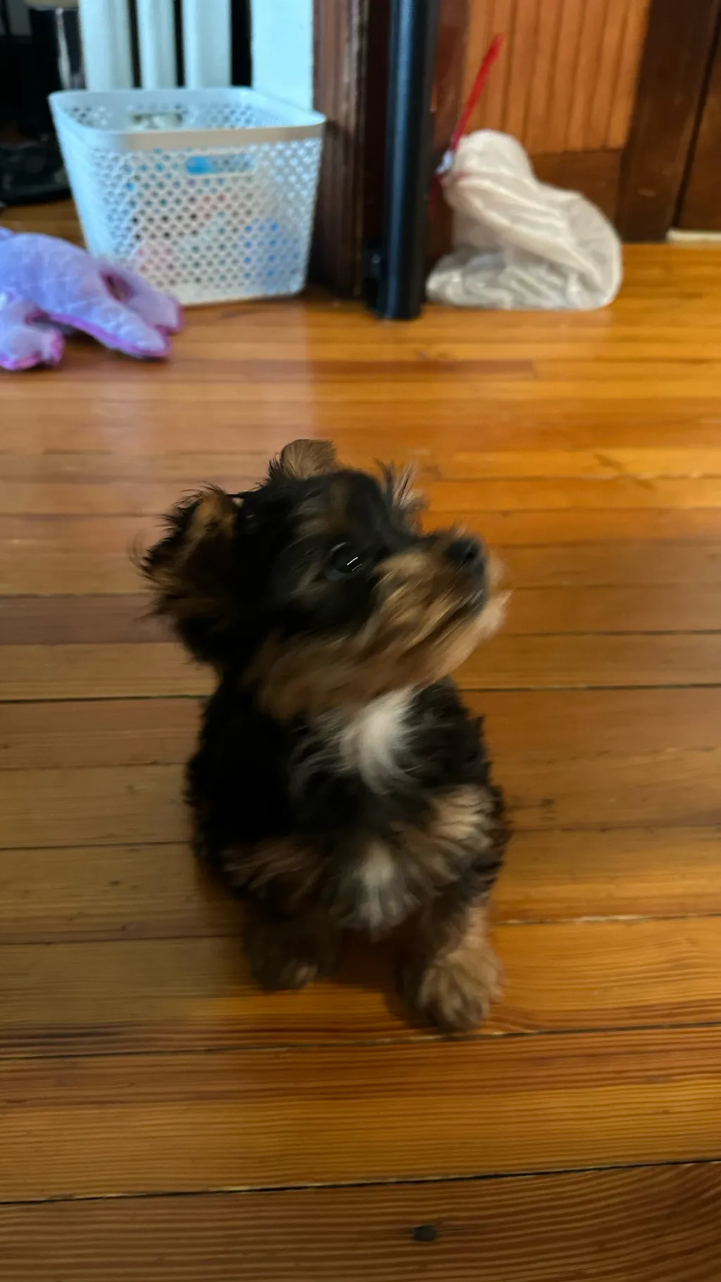 ai character: TOBY(◍•ᴗ•◍) background