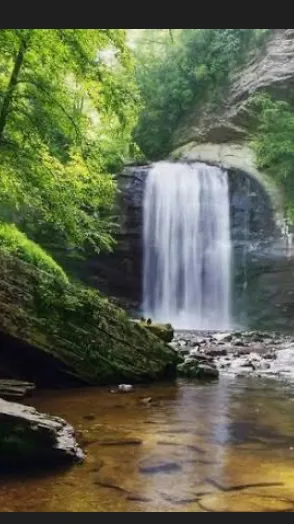 ai character: Forest background