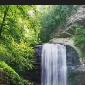 chat with ai character: Forest