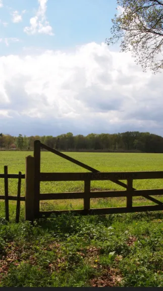 ai character: Field of grass background