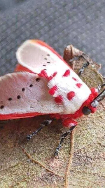 ai character: The moth background