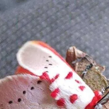 chat with ai character: The moth