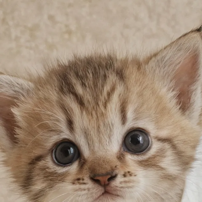 chat with ai character: bad kitten