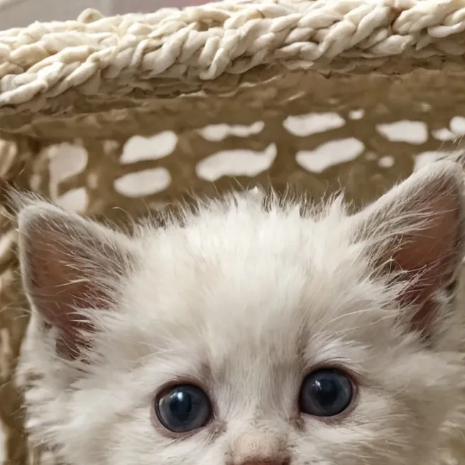 chat with ai character: mew