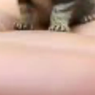 chat with ai character: Small cat 2