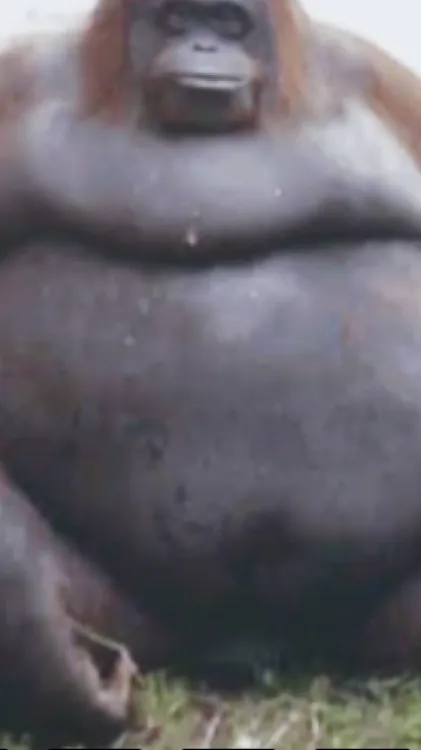 ai character: Fat monkey background