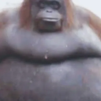 chat with ai character: Fat monkey