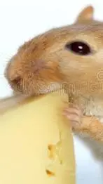 ai character: cheese background