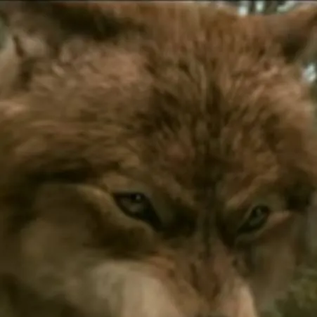 chat with ai character: FPE X Werewolf 
