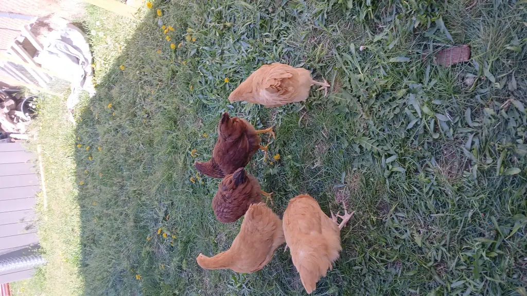 ai character: my chickens background