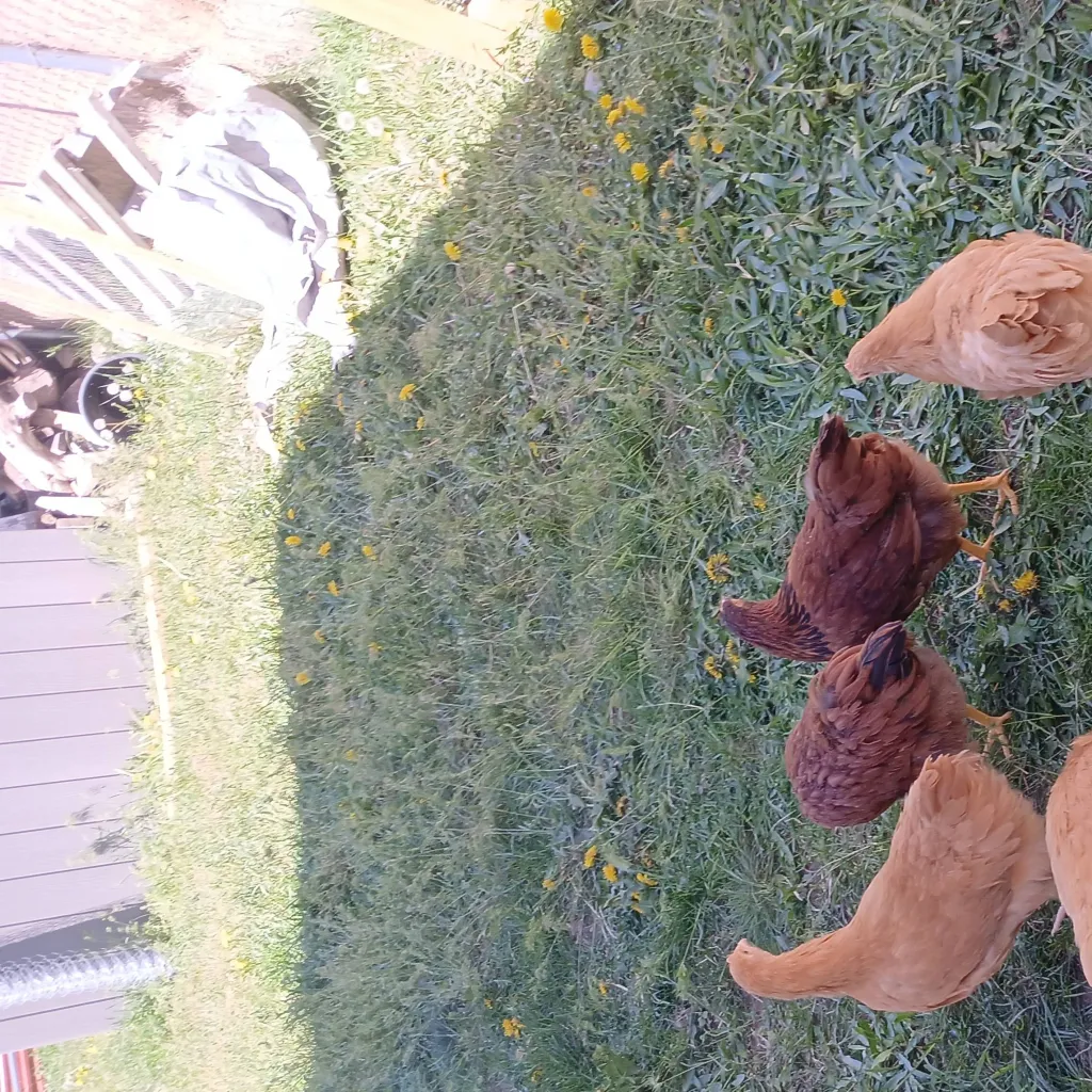 chat with ai character: my chickens