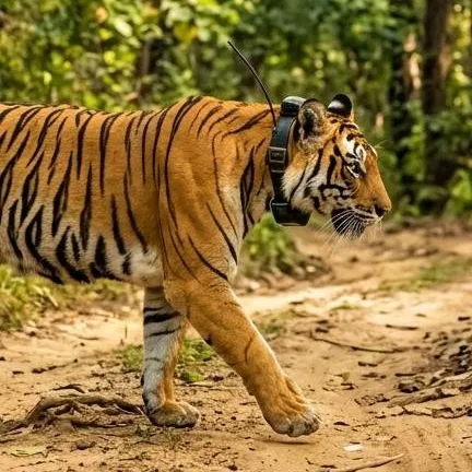 chat with ai character: Global Tiger Day