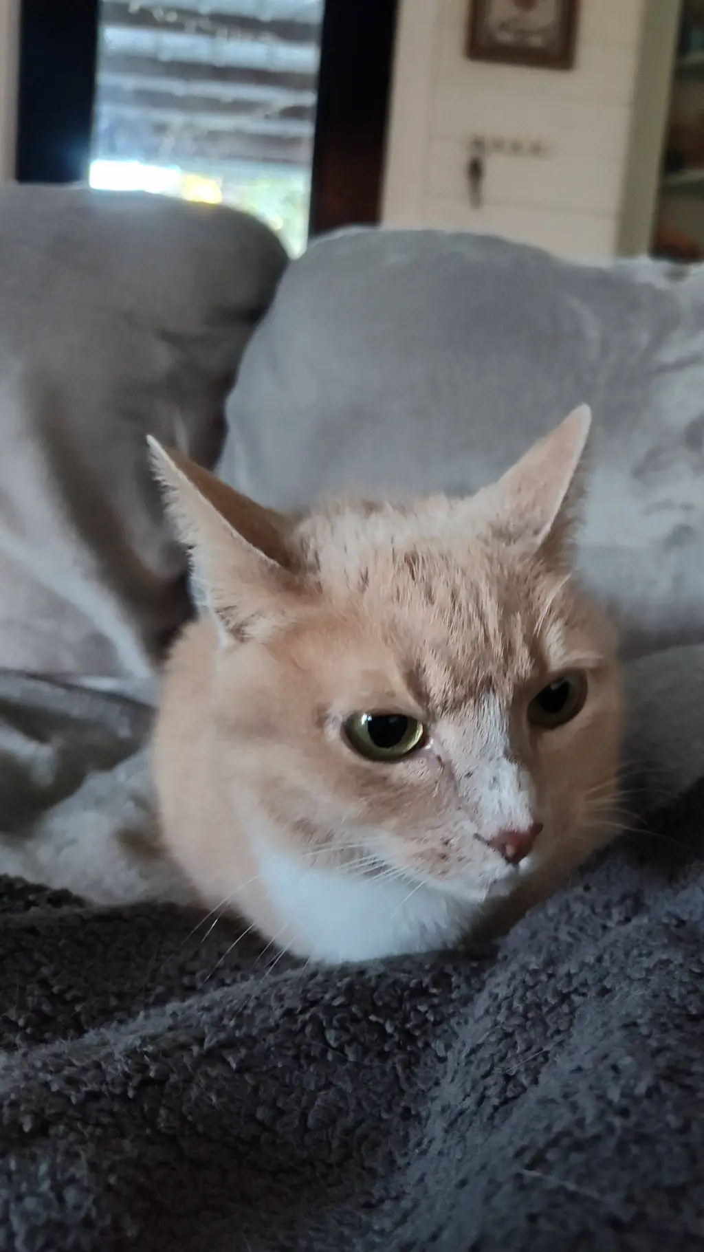 ai character: Sherry  background