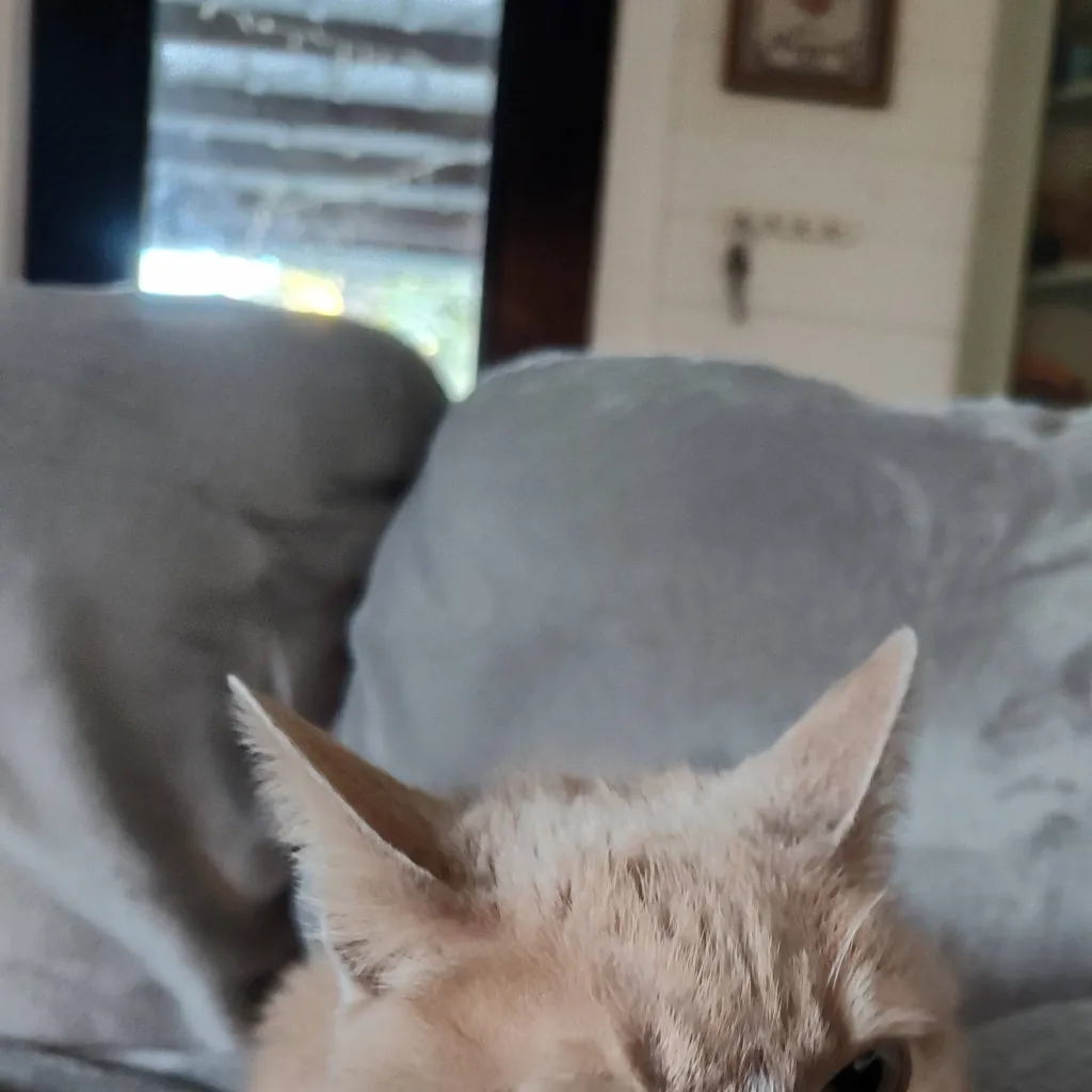 chat with ai character: Sherry 