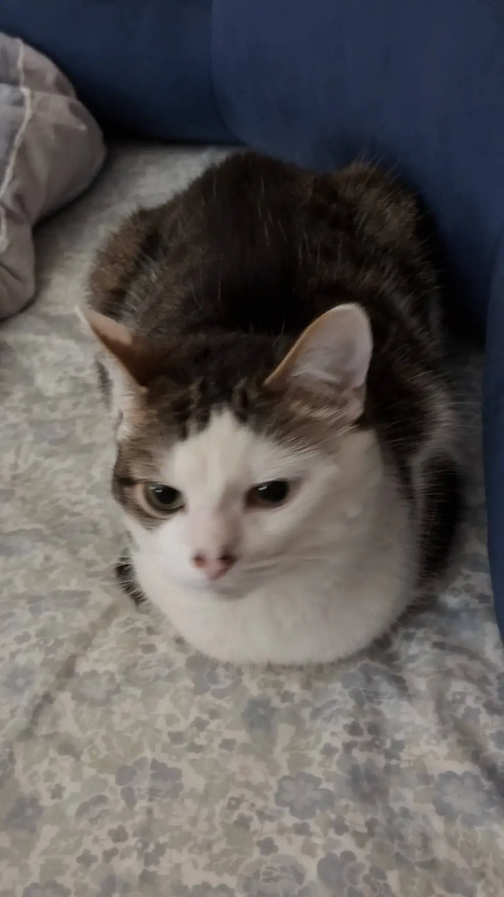 ai character: Kitkat background