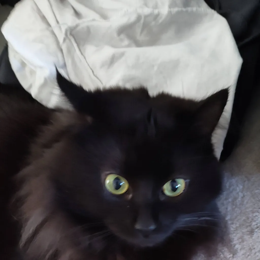 chat with ai character: senior