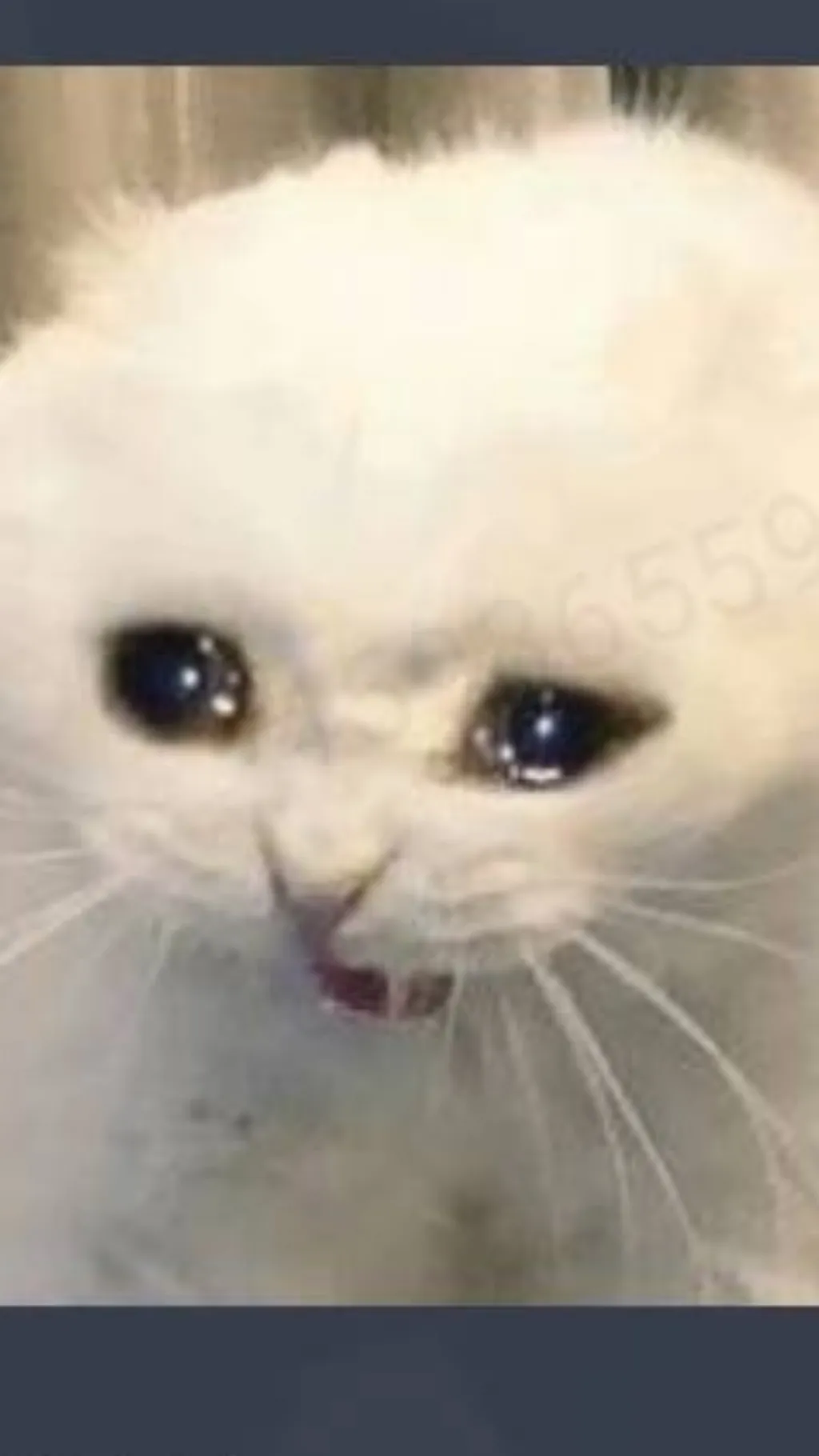 ai character: Meow background