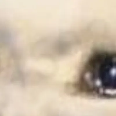 chat with ai character: Meow