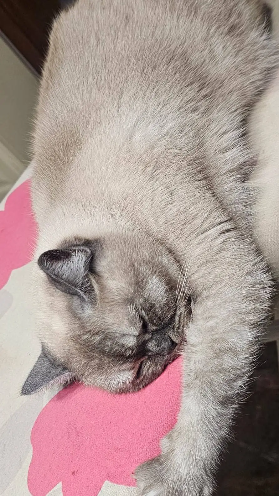 ai character: mah cat🎀!!  background