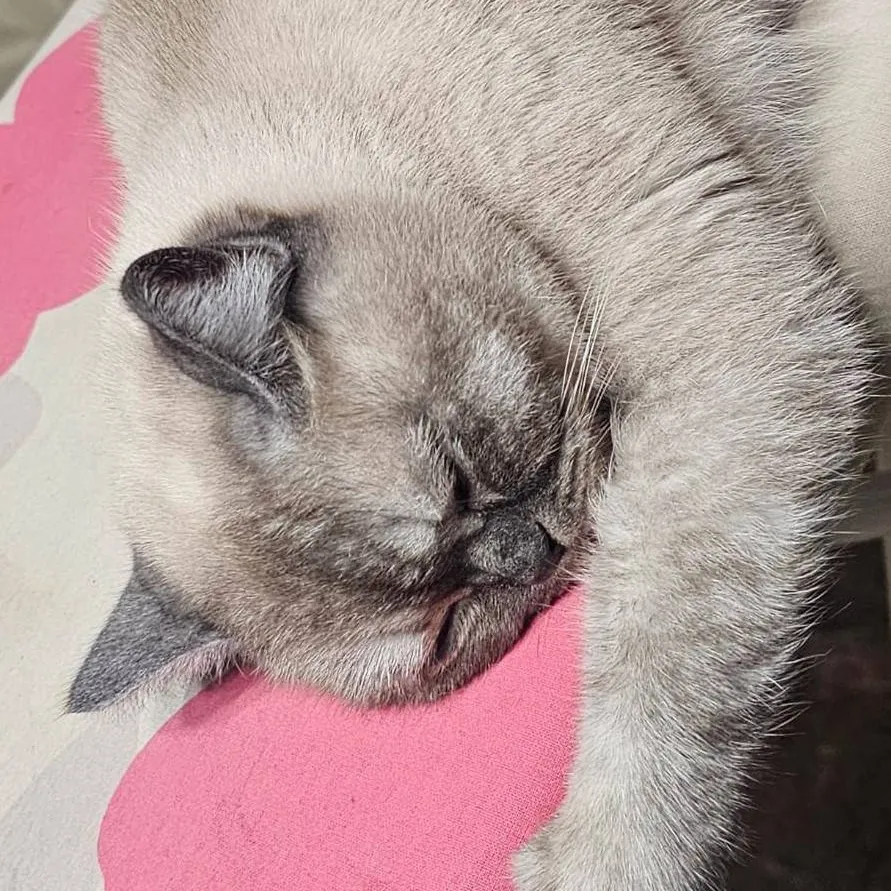 chat with ai character: mah cat🎀!! 