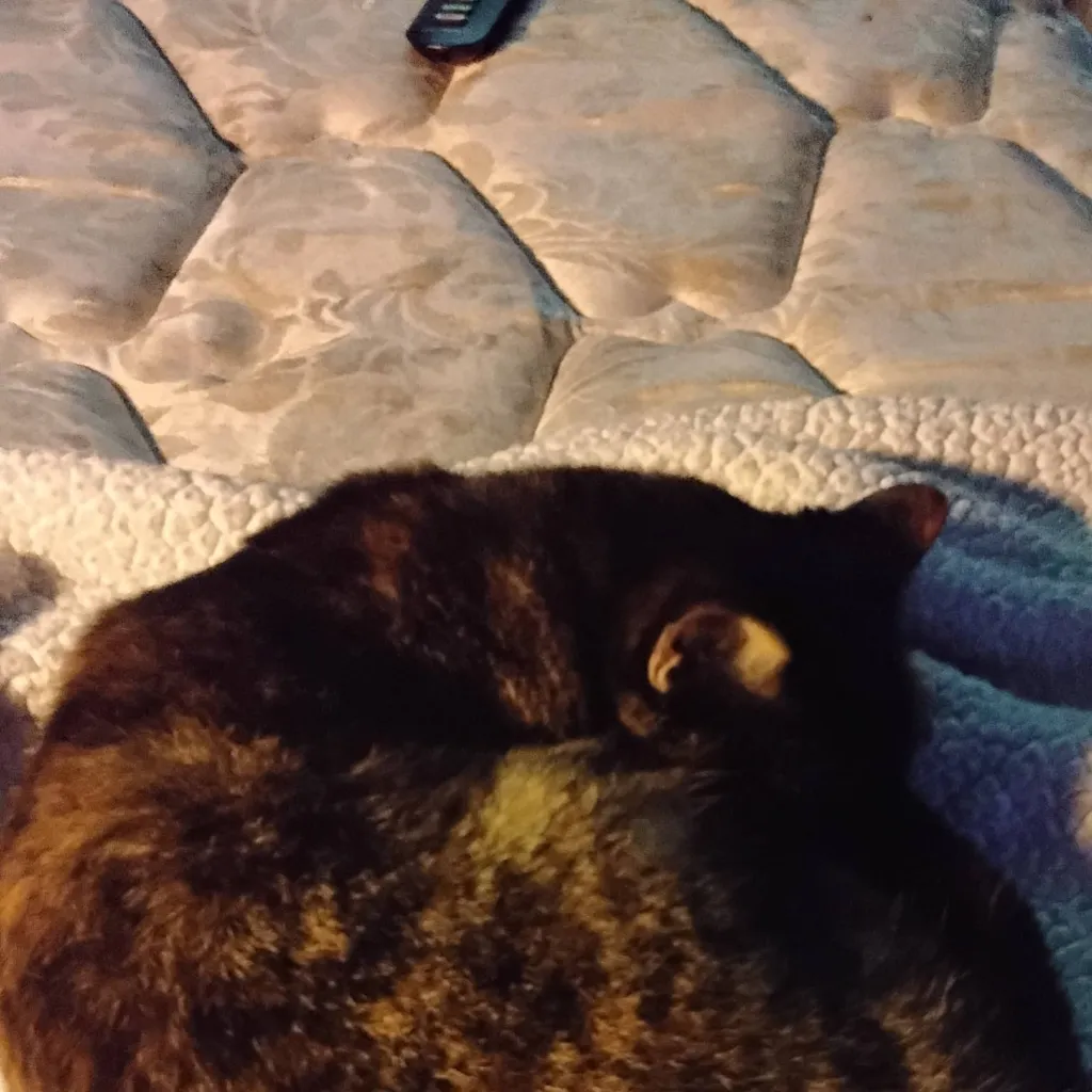 chat with ai character: ninja 