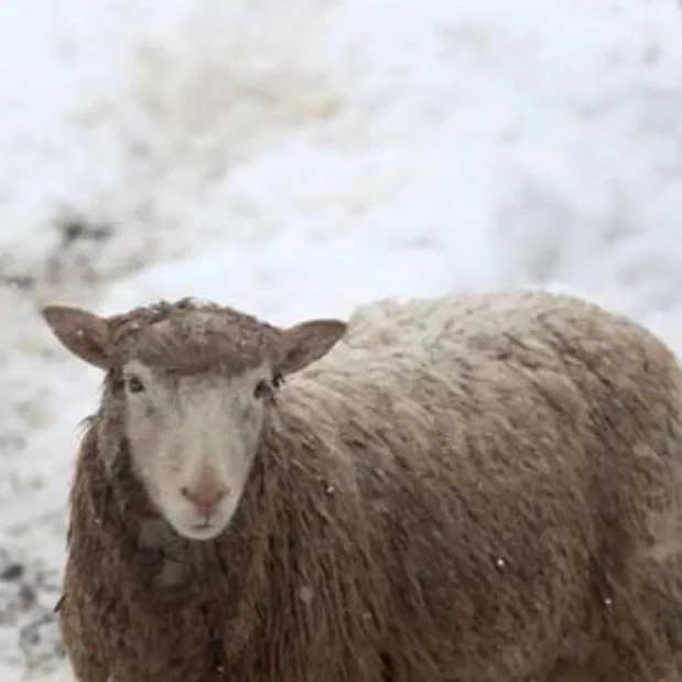 chat with ai character: Innocent children 