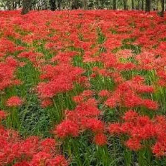 chat with ai character: The goldenhand