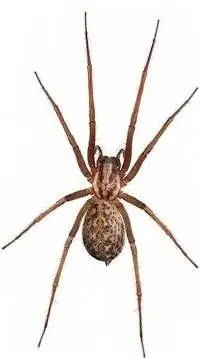 ai character: Arachnus deathicus background