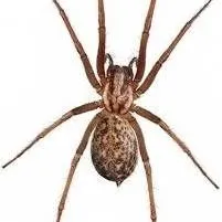 chat with ai character: Arachnus deathicus